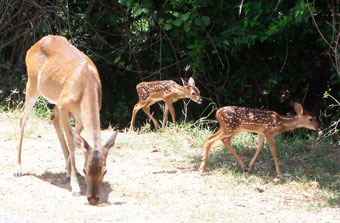 Wildlife at Shady Oaks RV